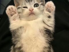 -喵zoo家庭繁育猫舍(尖东智能花园店)