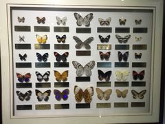 -上海昆虫博物馆