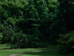 -上海共青森林公园