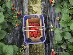 -小鱼草莓采摘园农家乐·小鱼餐厅