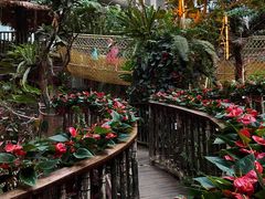 -正佳雨林生态植物园