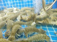 -老东镇啤酒屋海鲜加工·蒸汽海鲜·海鲜烧烤(台东店)