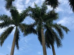 -东莞植物园