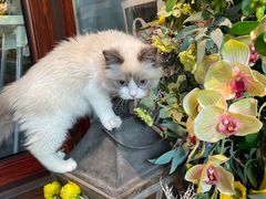 -IFIF 如果花園(宽厚里店)