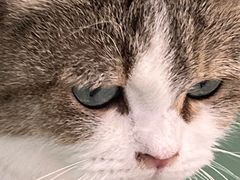 -怪兽屋·羊驼·猫咖·狗咖(俊华广场店)