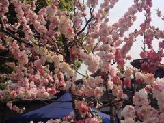 iphone_upload_pic-南汇桃花村