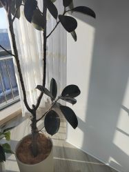 -HEYAN荷妍专业脱毛连锁机构