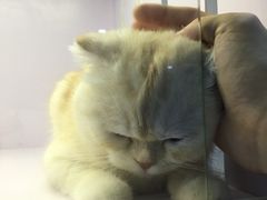 -喵的天空名猫咖啡馆·撸猫·猫舍·用品