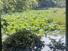 -西溪国家湿地公园