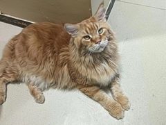 -藏猫猫咖啡主题馆(中央大道店)