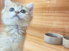 -猫十亿·布偶金渐层·曼基康矮脚猫舍(青年路店)