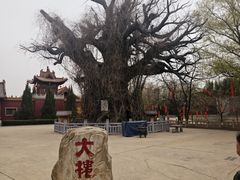 -大槐树寻根祭祖园