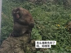-黔灵山公园