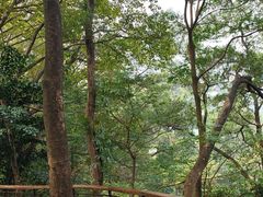 -深圳仙湖植物园