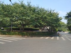 -武汉大学-樱园