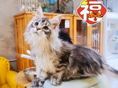 -十年猫舍·猫咪专门店(普陀店)
