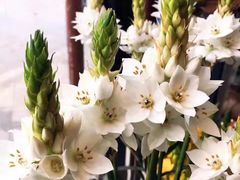 -杭州街角花屋花店(闻堰店)