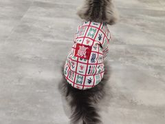 -楼上猫咖(罗湖店)