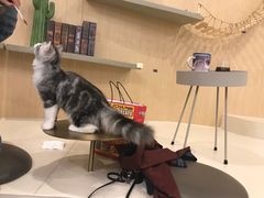 -飞行喵MR PILOT|猫舍·猫咖(静安大融城店)