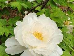 -洛阳市隋唐城遗址植物园