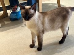 -藏猫猫咖啡主题馆(中央大道店)