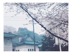 -武汉大学-樱园