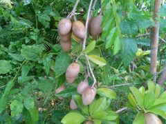 -顶香居(万通店)