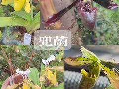 -国家植物园