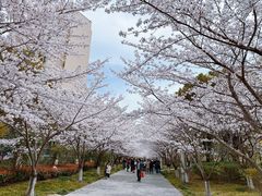 -高东镇樱花园