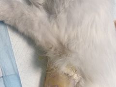 -爱贝特动物医院·猫口炎专科