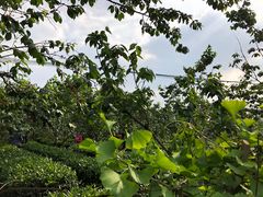 -樱桃山旅游景区