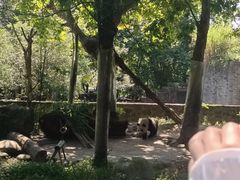 -都江堰中华大熊猫苑