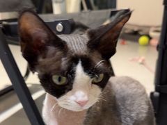 -琪喵猫屋·撸猫猫咖·猫舍