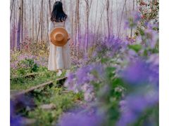 -合肥滨湖国家森林公园