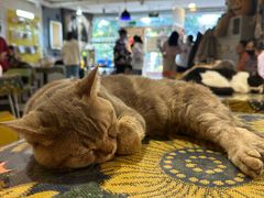 -平行世界·猫咖(首经贸店)