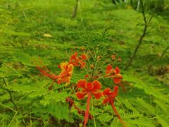 -东莞植物园