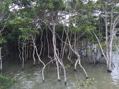 红树-东寨港红树林旅游区