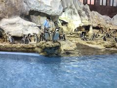 -帝企鹅自助餐厅•儿童岛•真企鹅(长隆企鹅酒店)