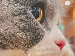 -袖虎·猫馆(体育西路店)