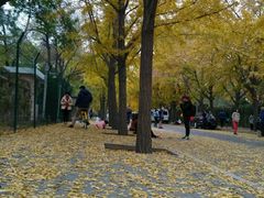 -三里屯东五街银杏大道