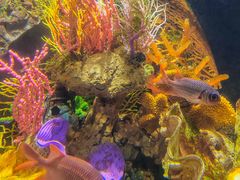 -太平洋海底世界