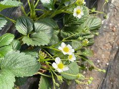 -万源龙顺度假庄园生态观光园