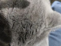 -艾贝尔宠物医院·24H转诊中心·肿瘤猫专科(江宁双龙店)
