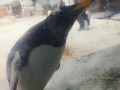 -海合安武汉极地海洋公园