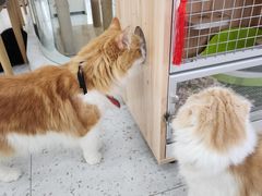 -喵园·猫主题咖啡厅·撸猫·猫咖(国贸店)