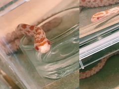 -酷以爬仙阁实体爬宠店·守宫·蜥蜴·专业繁育