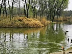 -西安浐灞国家湿地公园