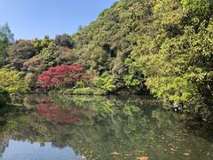 -龙坞茶村
