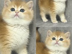 -小猫来了·猫舍(红山六九七九店)