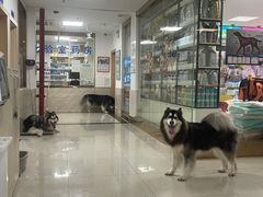 -阿荣24H宠物医院·综合型转诊中心·CT·核磁影像中心